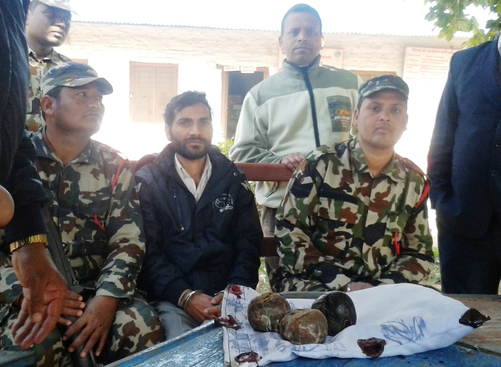 वन्यजन्तुको अवैध तस्करी, भरिया प्रयोग गर्दै चीनमा निर्यात