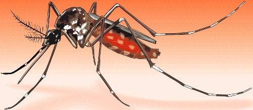 सुर्खेतमा आठ जनालाई डेंगु