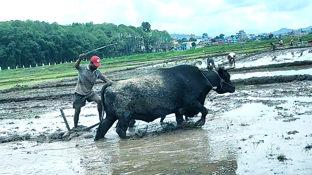 मध्यअसारसम्म ३९ प्रतिशत रोपाइँ