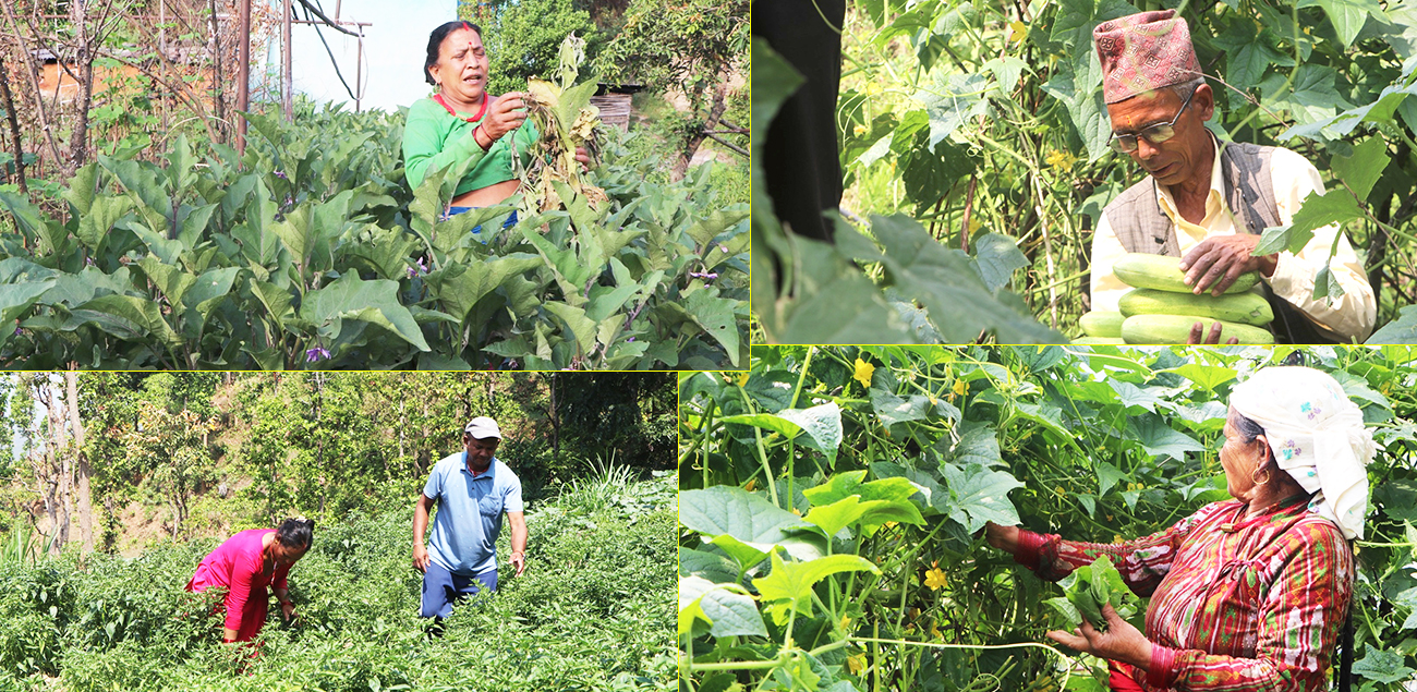 अनुदानले कृषकलाई लाभ