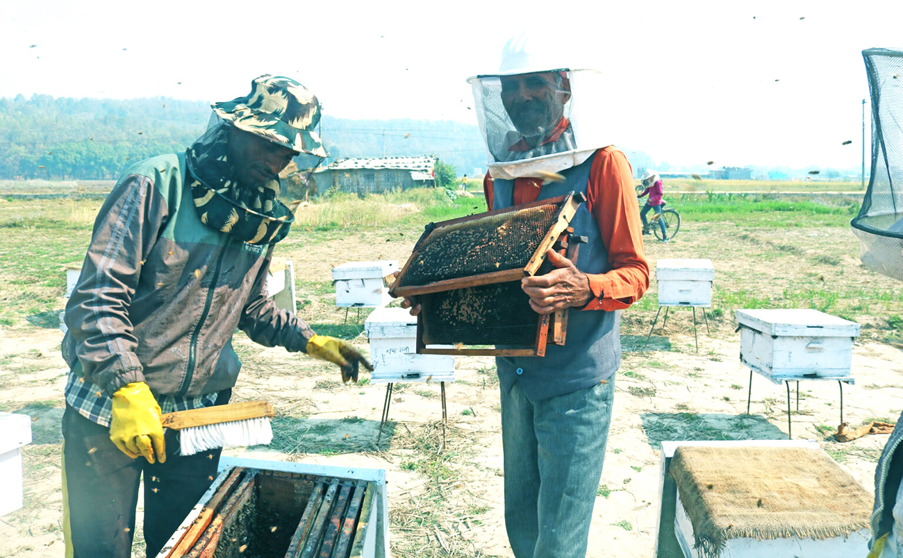 चरन अभावले मौरीपालनमा समस्या