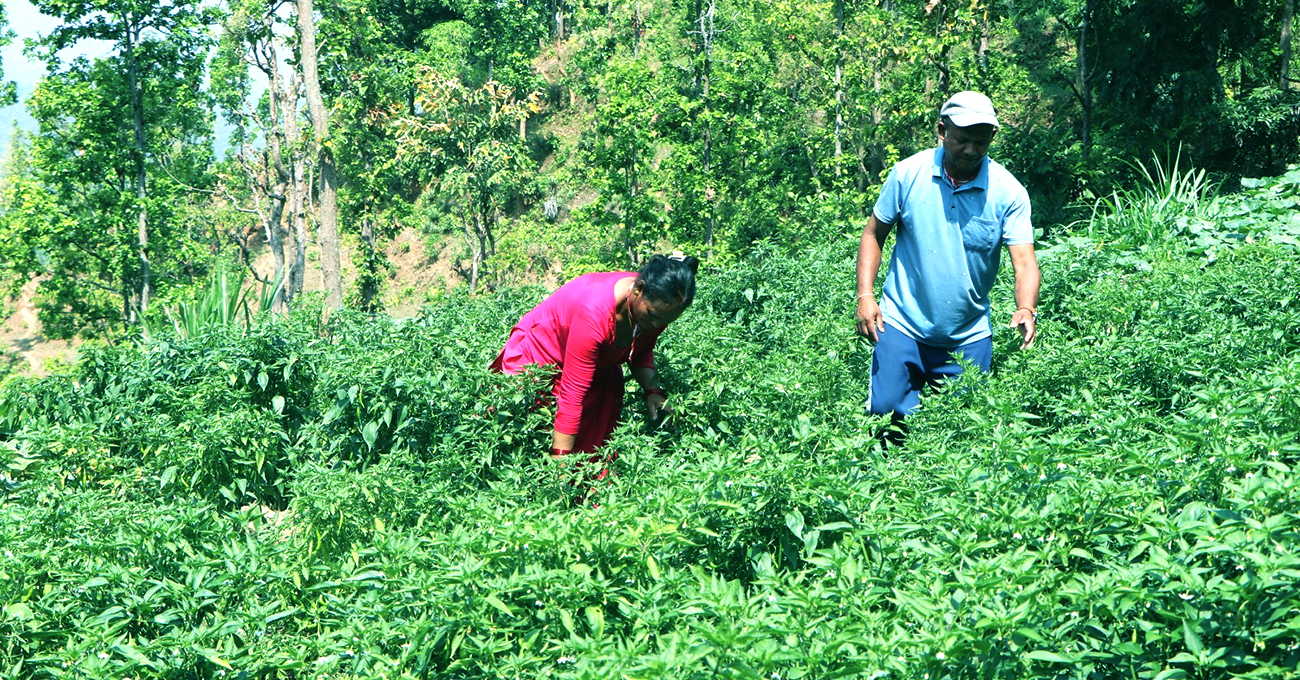 न लक्षित किसान समेटिए,न उत्पादन नै सन्तोषप्रद