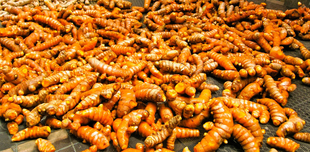 कर्णालीको बेसार युरोपसम्म निर्यात