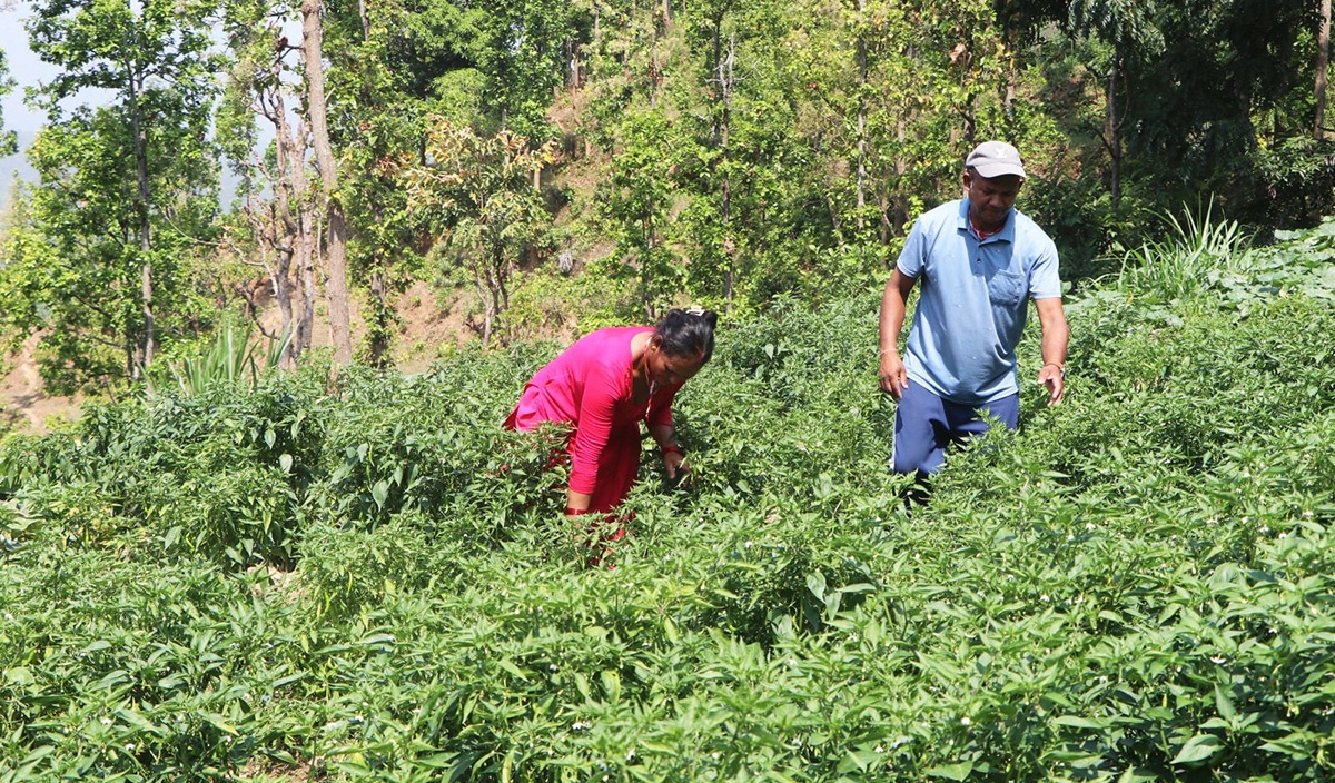 कृषकलाई लाभ हुनेगरी ‘कृषि बिमा कार्यक्रम’